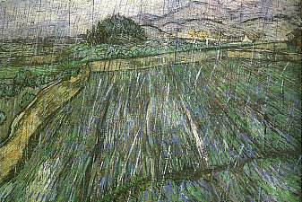 Wheat Field in Rain